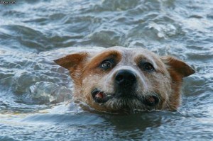 dogswim