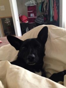 alicia-dog