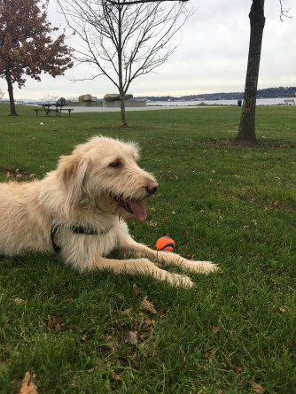 Courtney Byrd's dog, Izzy